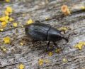 Baris artemisiae (cf.)